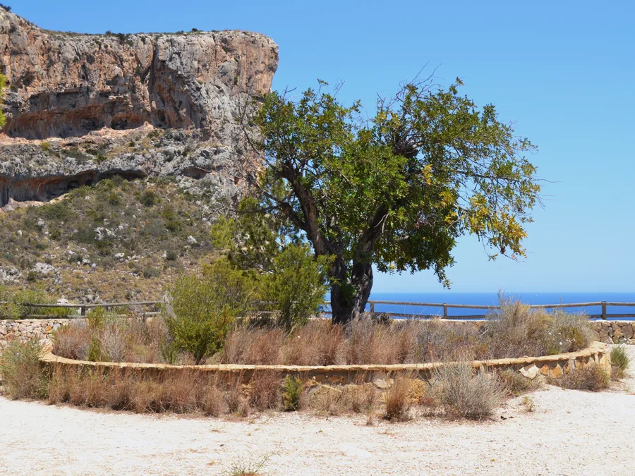 Un mirador de la ruta dels Penya-segats, con un garrofer y la pared del acantilado al fondo